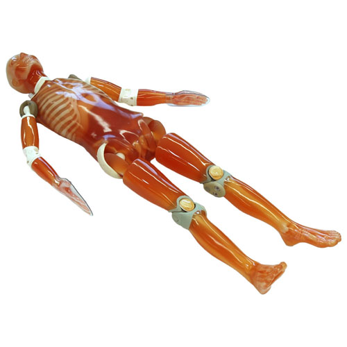 PH-2E 带病理的全身CT模型,日本KYOTO KAGAKU PH-2E多功能放射成像训练模型